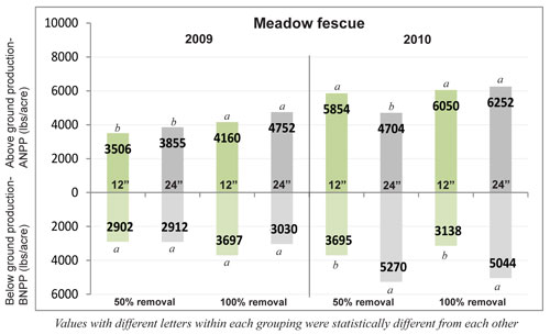 Meadow fescue
