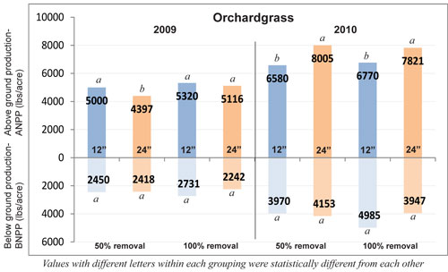 Orchardgrass