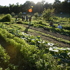 Student garden
