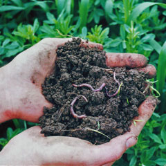 The Wisconsin Integrated Cropping Systems Trial: Long-Term Research for Resilient Agriculture
