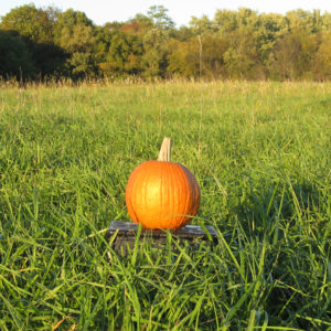 CIAS Harvest Dinner: The Future of Organic Food and Farming