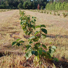 Hazelnut Story Map