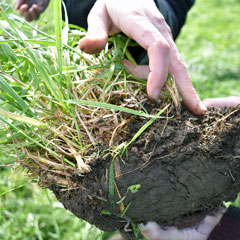 Soil with hand