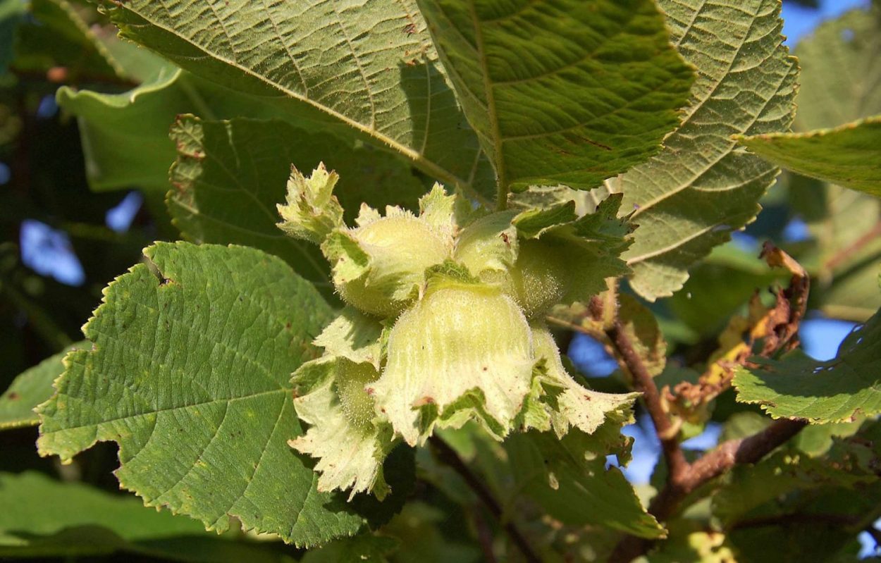 Hazelnut field days