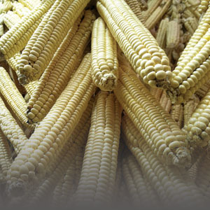 Indigenous food sovereignty in Wisconsin