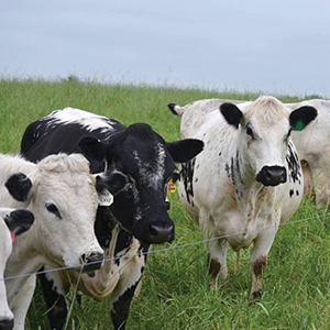 Dairy Growth Management: New report and app