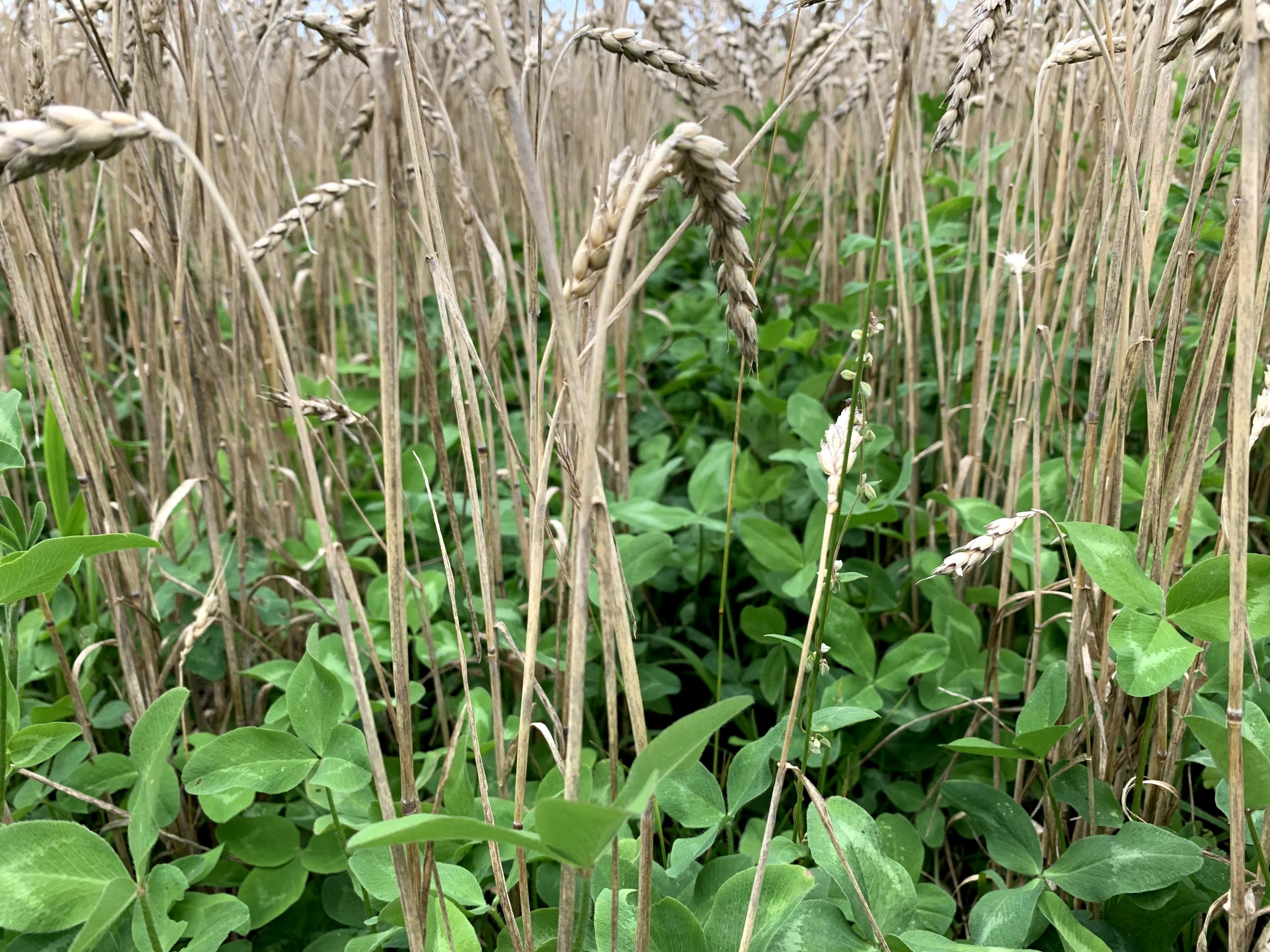 Calling All Cover Crop Farmers