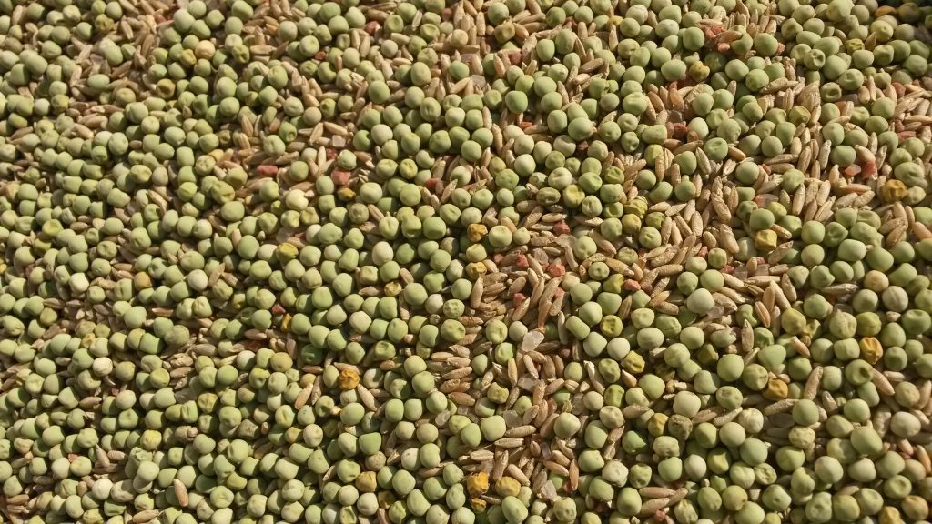 A cover crop of Peas