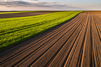 Agricultural landscape, arable crop field.