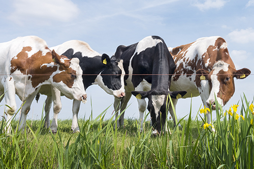Four cows grazing