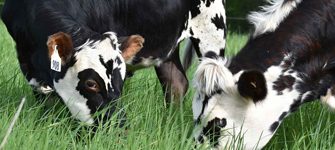 Two dairy cattle