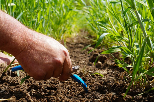 A person pointing a soil between cover crops