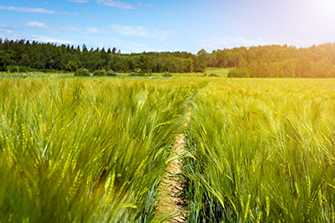 spikelets of green brewing barley in a field.