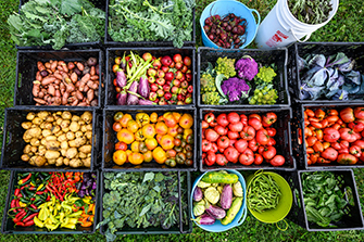 a variety of harvested vegetables
