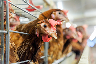 Poultry farming