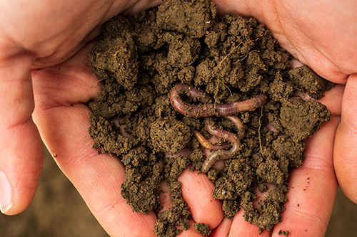 Earthworms in female hands in greenhouse