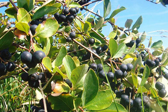 Aronia berries on the vine, one of many uncommon fruits