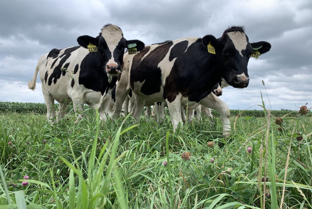 Heifers Grazing in a field