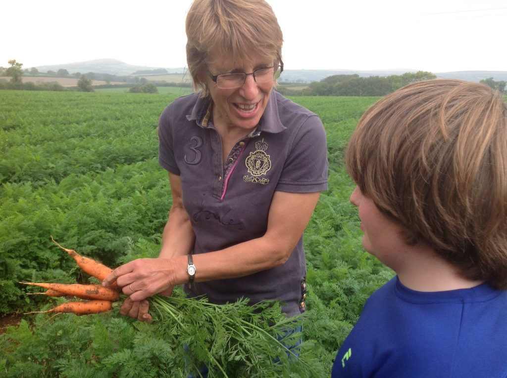 How carrots are grown