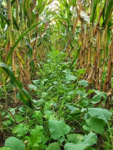 Building Knowledge about Wisconsin’s Cover Crops