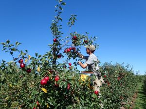 Introduction to Growing Cider Apples