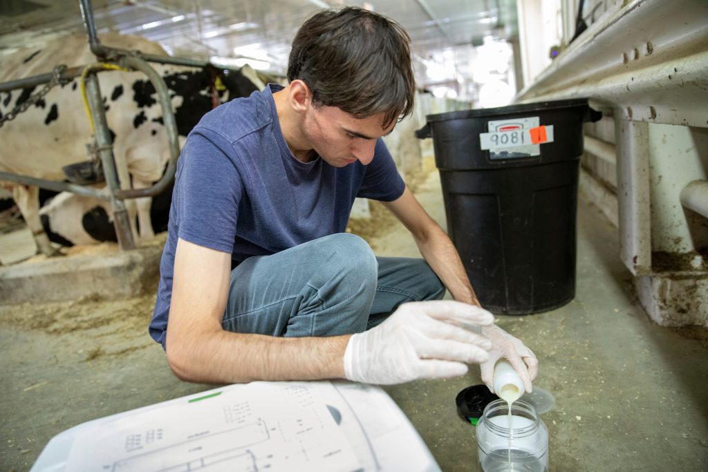 Andrew Sommer is investigating the role of muscid flies in disease transmission on dairy farms - Michael P. King:UW–Madison CALS
