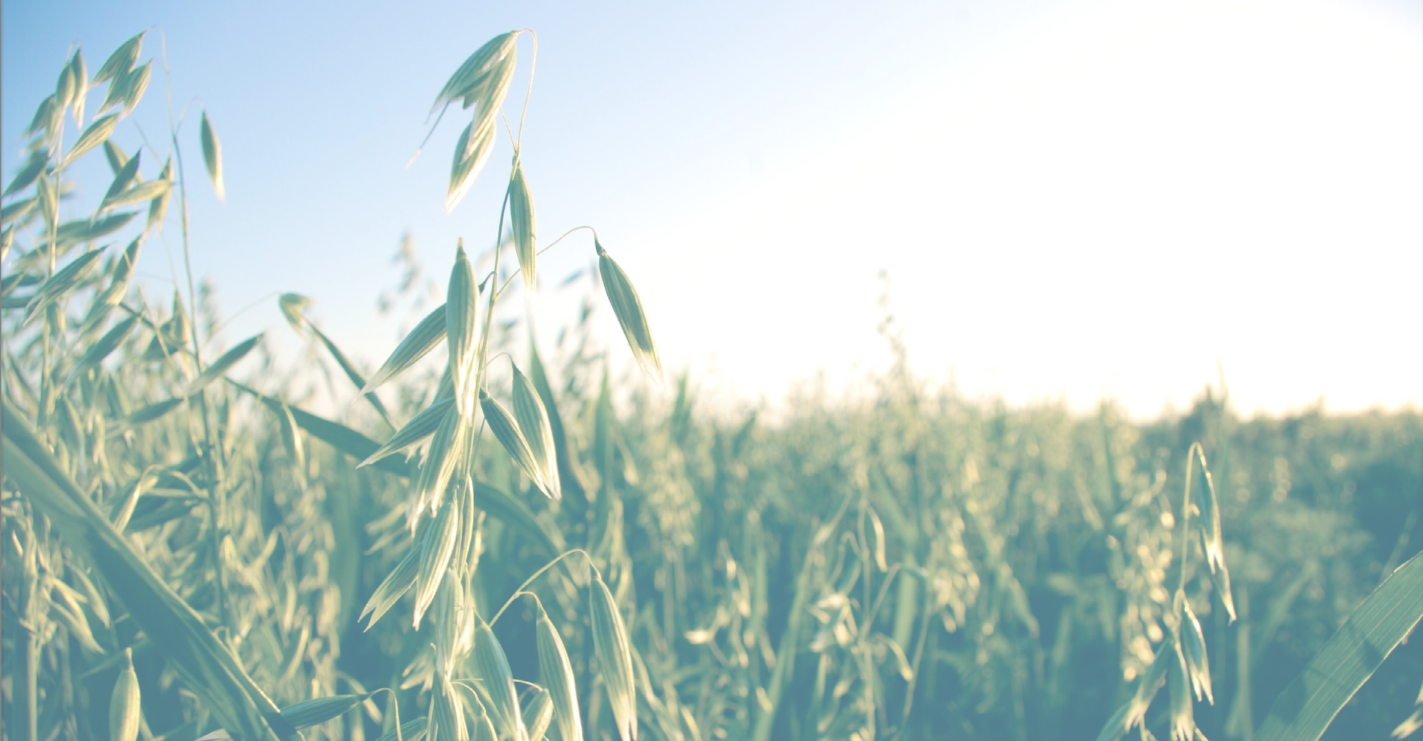 New Crop Insurance Fact Sheet for Specialty and Organic Grains