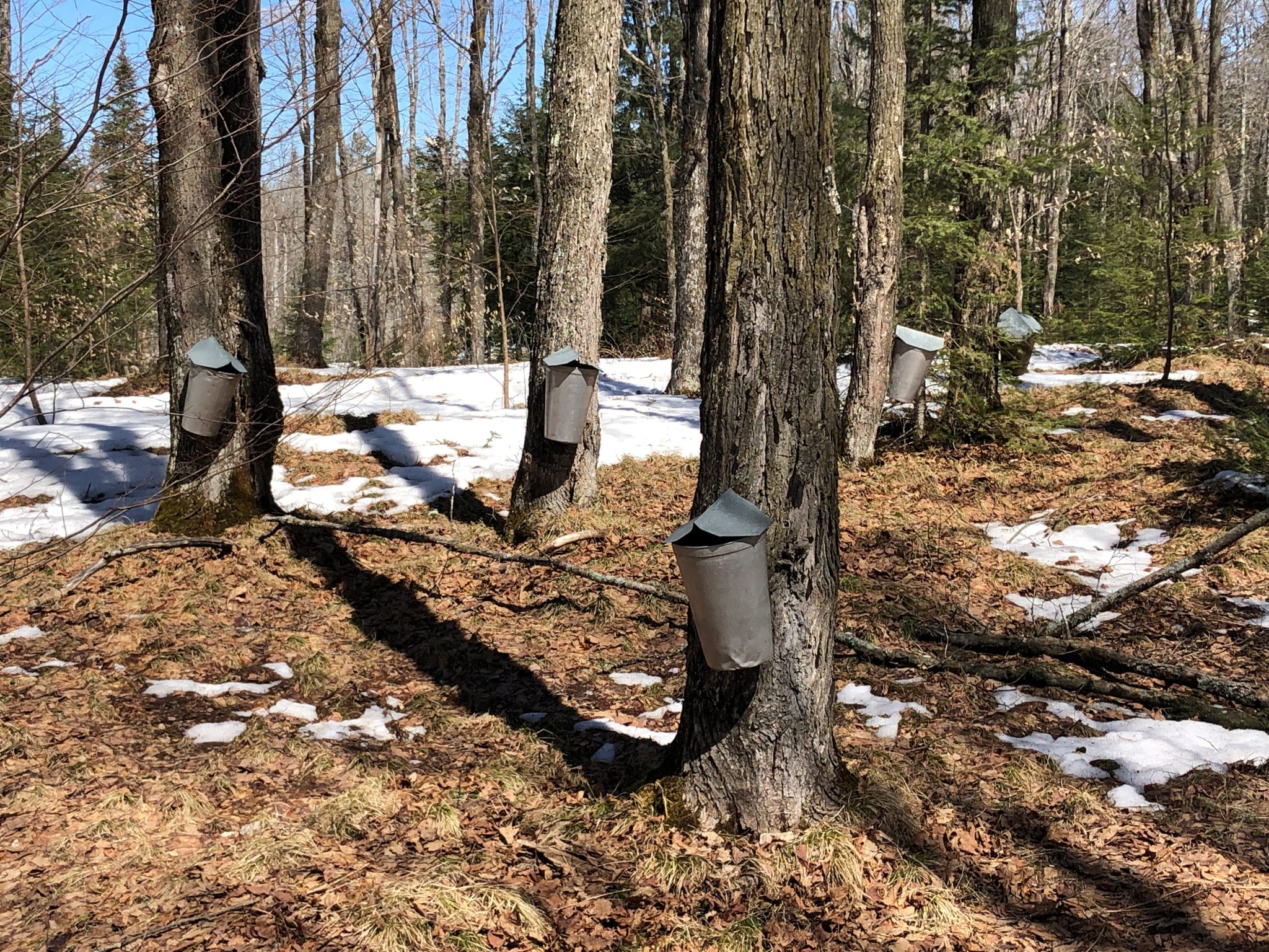 University of Wisconsin-Stevens Point Workshop: Managing Forests for Maple Syrup