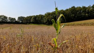 NRCS Wisconsin Announces Application Deadline for Conservation Stewardship Program