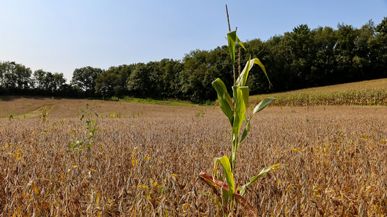 NRCS Wisconsin Announces Application Deadline for Conservation Stewardship Program