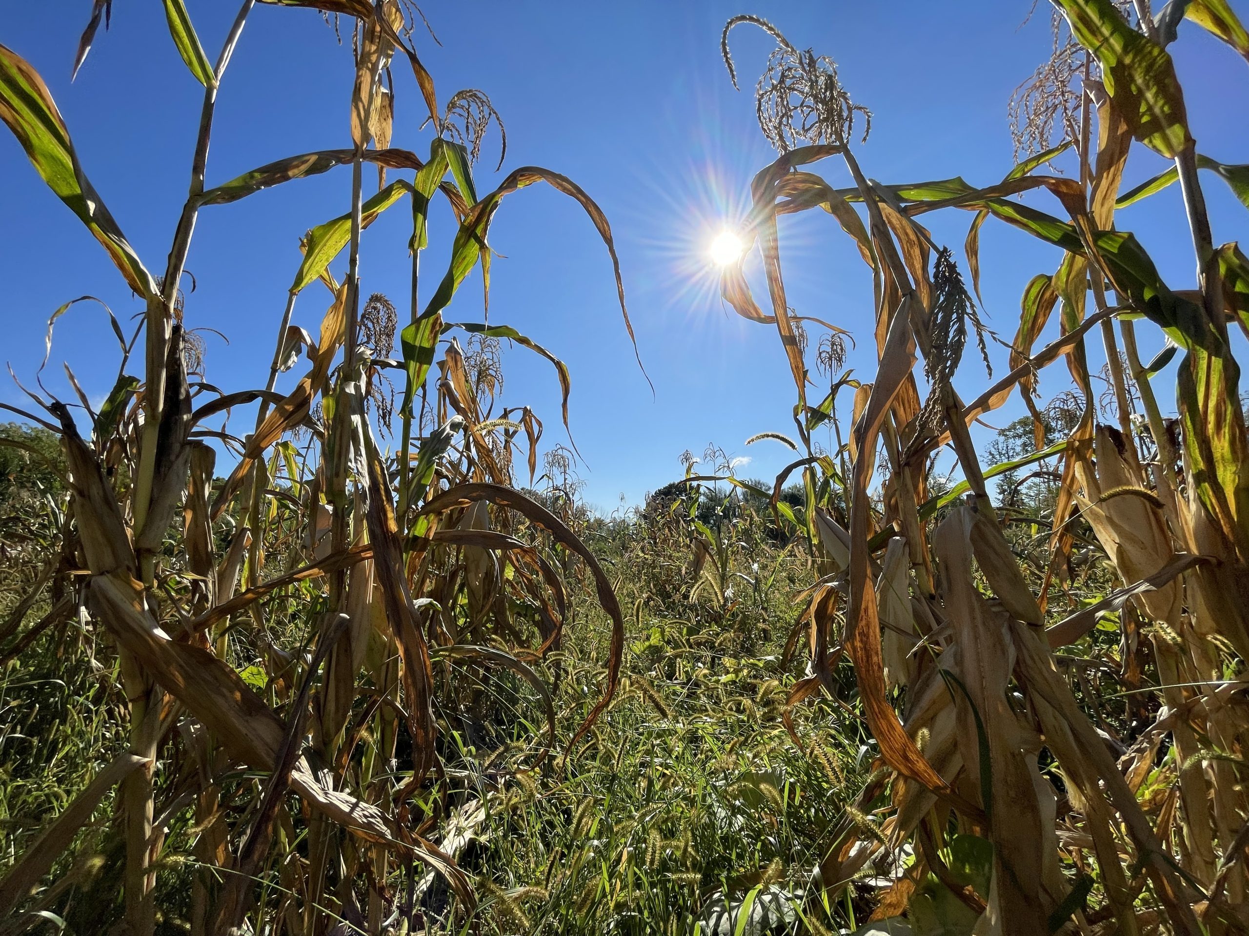 Foundational Indigenous Agronomy Field Training hosted by the Ho-Chunk Department of Agriculture