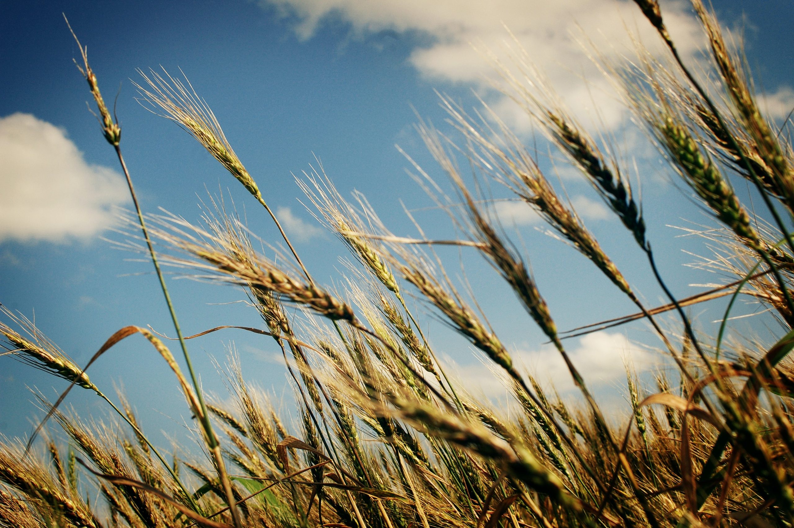 Growing the use of small grains in the Upper Midwest