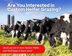 Are You Interested in Custom Heifer Grazing?