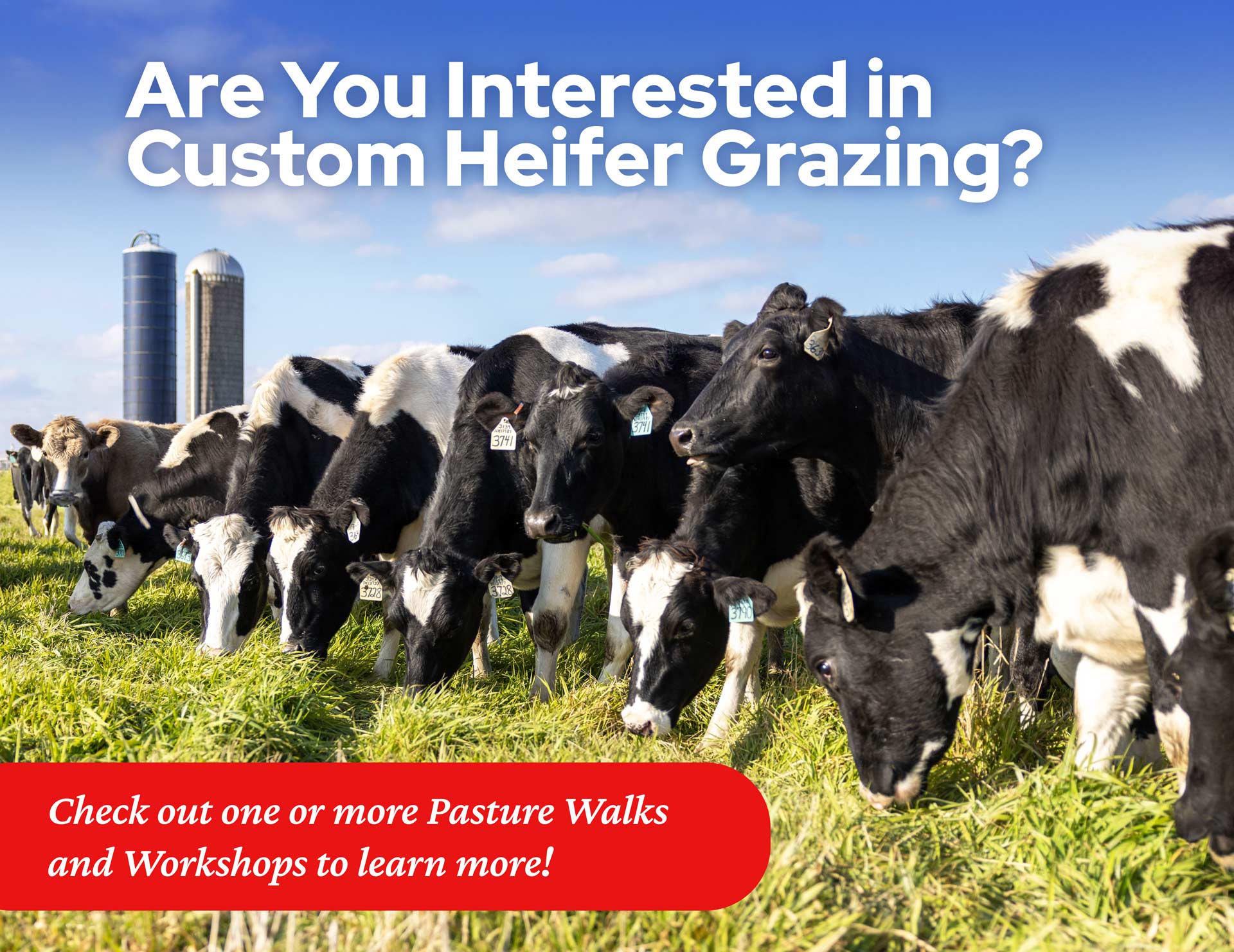 Are You Interested in Custom Heifer Grazing?
