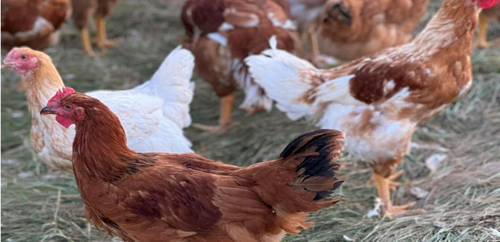 Chicken Raising Workshop