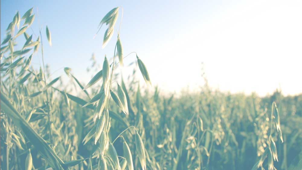 Growing the use of small grains in the Upper Midwest