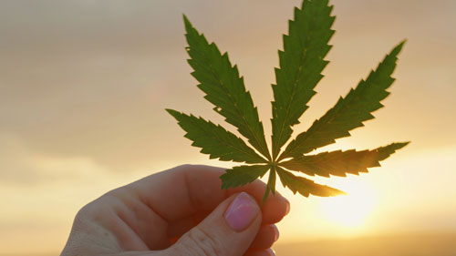 HEMP COMPASS