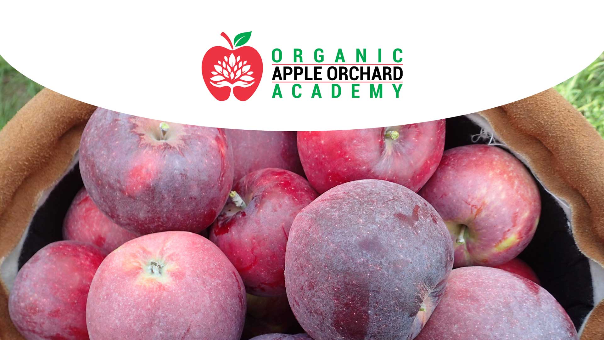 Organic Apple Orchard Academy
