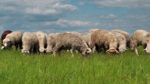 LIVESTOCK COMPASS