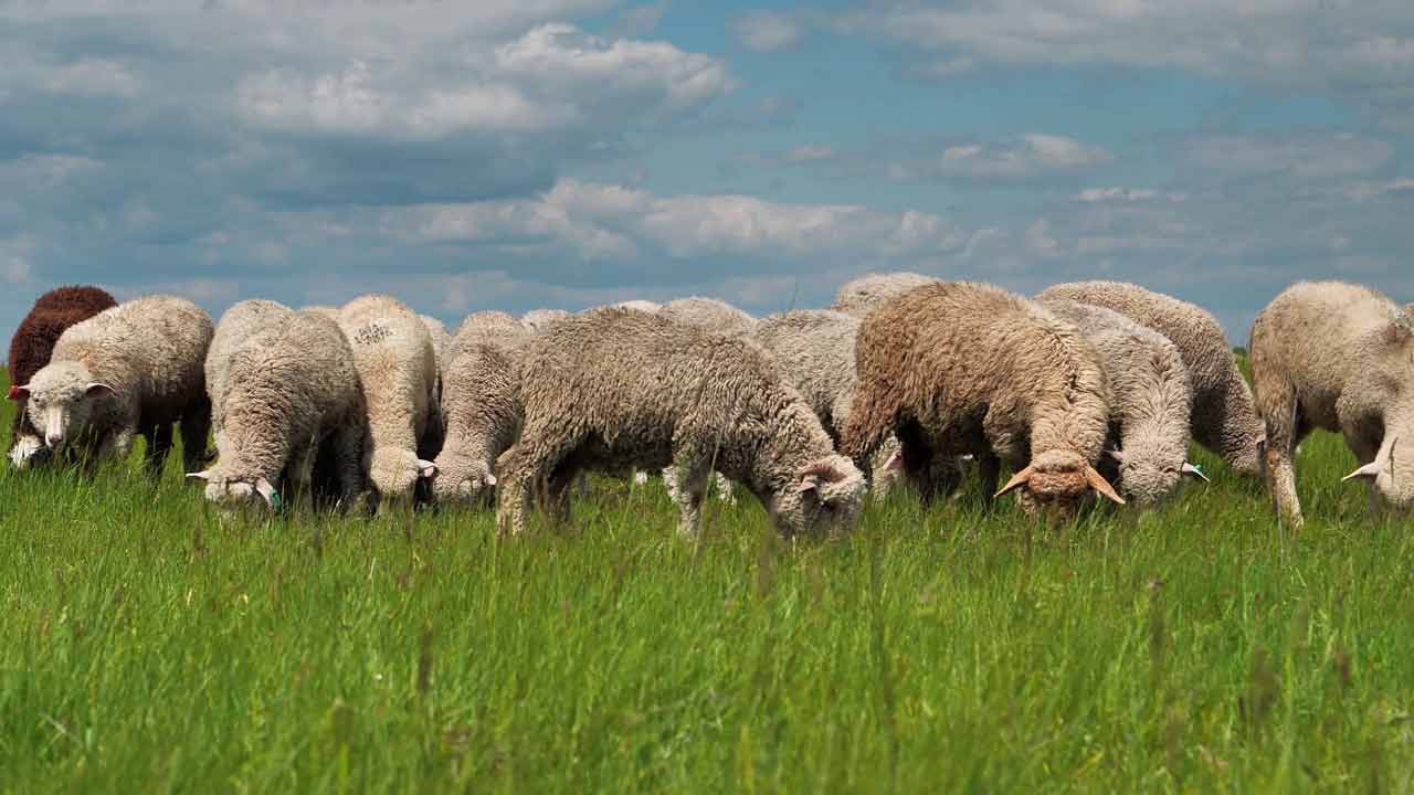 LIVESTOCK COMPASS