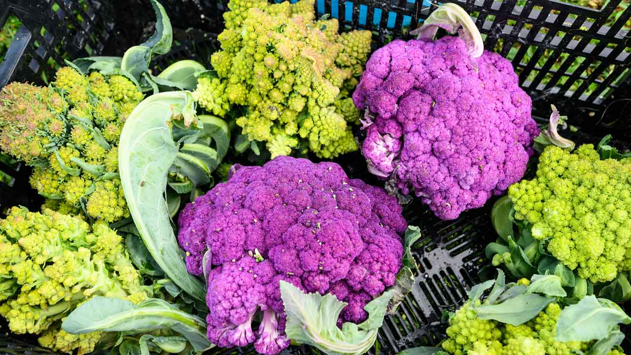 VEGGIE COMPASS