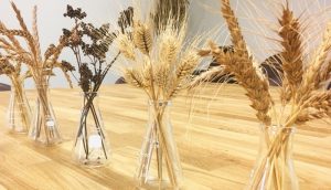 State of the Grain: Defining, Evaluating, and Showcasing the Regional Grainshed in the Upper Midwest U.S.